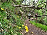 20 Fiori gialli di Hieracium (Sparviere alpino)